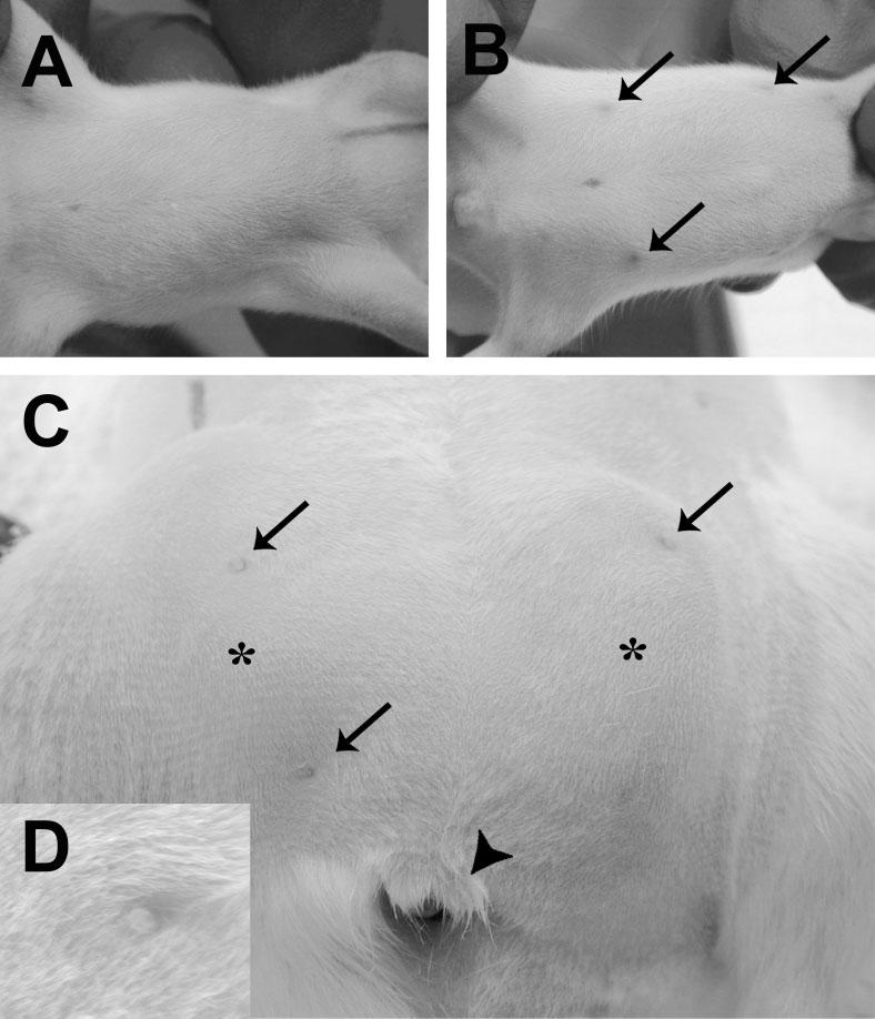 400 BOWMAN ET AL. FIG. 3. A vehicle-exposed male rat on PND 13 with no areolae-nipples (A) compared to a male rat exposed to 100 mg/kg/day finasteride exhibiting prominent areolae-nipples (B).