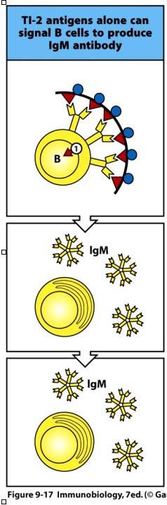 III. B Cell Activation: T-independent response Katherine L. Knight, Ph.D.