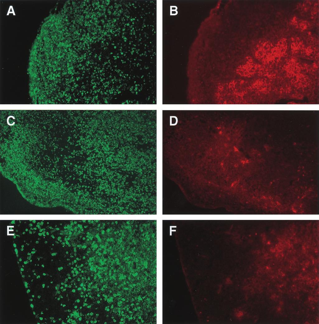 The Journal of Immunology 4433 FIGURE 4. Drastic deletion of cortical thymocytes visualized in situ in 1H3.1 TCR/107 double-tg mice. Clonal deletion of 1H3.