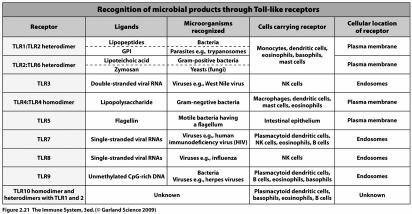 Toll-like like receptors (TLR) Expressed on numerous cell types sentinel cells Macrophages, mast cells, DC s, mucosal epithelium, hematopoietic stem cells Constitutive and inducible forms Link innate