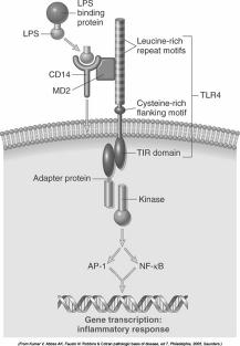 Toll-like receptors TIR = toll/il-1 receptor MyD88 an IL-1 receptor associated kinase -IRAK -universal activator of NK-κB Tumor necrosis receptor-associated factor 6 (TRAF6) MyD88 TRAF6 MAPK