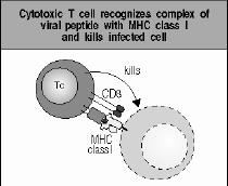 T lymphocytes TCRαβ TCR δ CD4 + CD8 + T helper (T H ) cytotoxic T cell (CTL) 43 T lymphocytes TCRαβ TCR δ