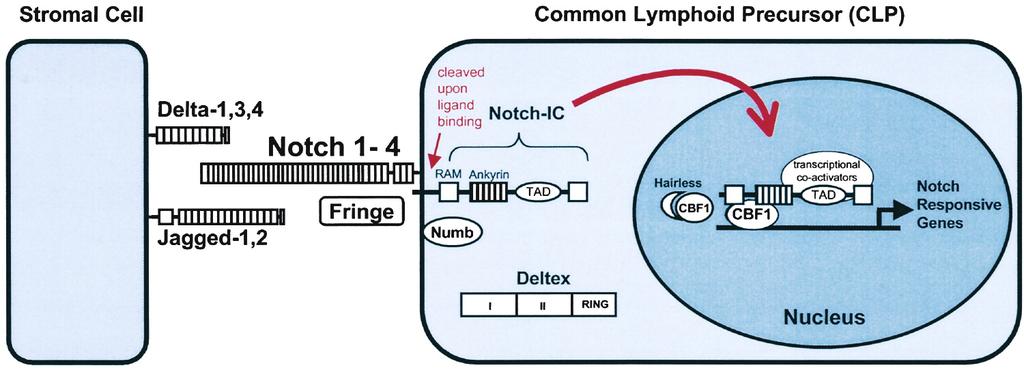 A Role for Notch in T cell Lineage Choice Lehar and Bevan, Immunity, 17:689, 2002 Notch (1,2,3 are in the thymus) in the context of other stromal cell factors, interacting with its