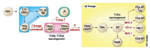 Checkpoints in Thymocyte Development Modified from