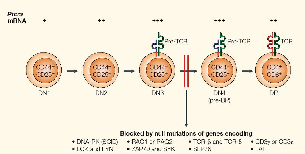 Sequentially making and expressing a pre-tcr and TCR requires genes