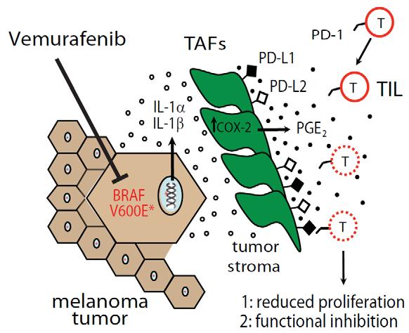 Mutations can Drive Bad Inflammation Mutated BRAF tumor cells produce bad, imunosuppressive i