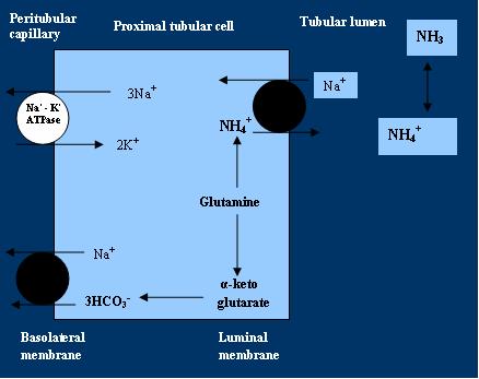 Ammonium Excretion With increased acid load, there is increased hydrogen ion secretion, causing the urine ph to fall below 5.