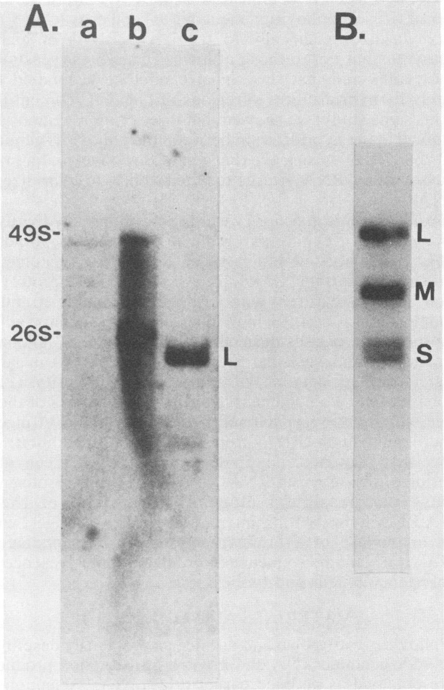 Four identical cytoplasmic RNA samples (lanes a, c, e, and g) and four identical poliovirus RNA samples (lanes b, d, f, and h), each containing -200 ng, were probed with the labeled viral RNA probes
