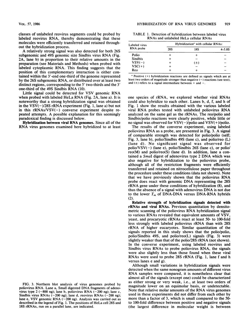 VOL. 57, 1986 classes of unlabeled reovirus segments could be probed by labeled reovirus RNA, thereby demonstrating that these molecules were efficiently transferred and retained throughout the