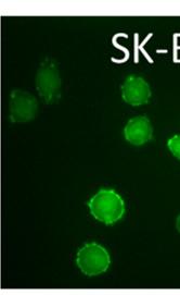 Fluorescence images of cells incubated