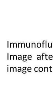 immuno-fluorescence images
