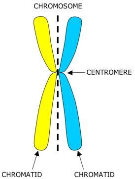 INTERPHASE Interphase is a phase of the cell cycle, defined only by the absence of cell division.