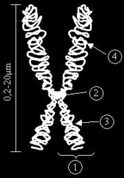 Label the parts of the chromosome including the long and short arms. 1. 2. 3. 4. Most eukaryotic cells spend most of their time in interphase.