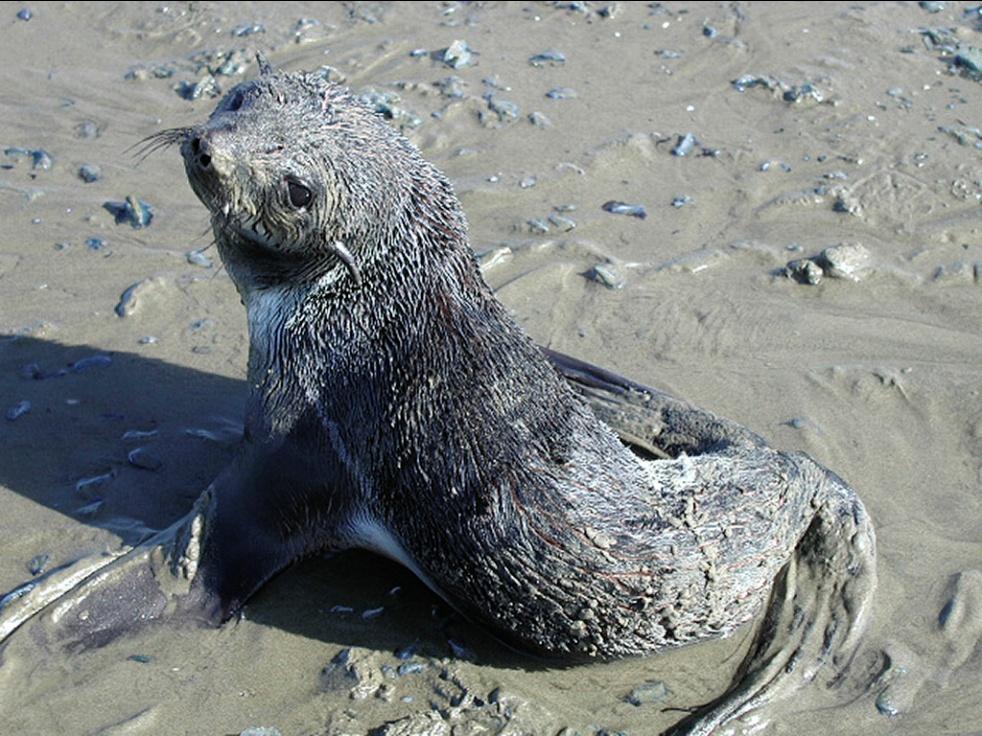 When Is a Marine Mammal Stranded?
