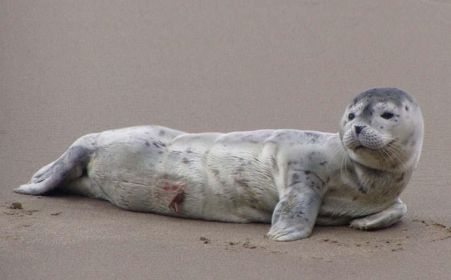 Dependent Pups Harbor seals nurse for 3-4 weeks Harbor seal mothers routinely leave pups ashore