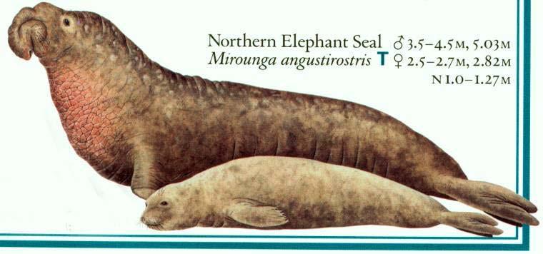 Elephant Seal (Mirounga angustirostris) Maximum Measurements: Length Male 13 6 (4.