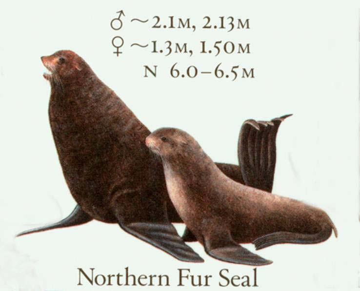 Northern Fur Seal (Callorhinus ursinus) Maximum Measurements: Length Male 6 11 (2.1 m) Female 4 11 (1.