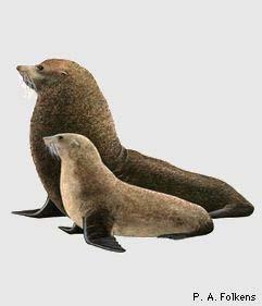 Guadalupe Fur Seal (Arctocephalus townsendi)