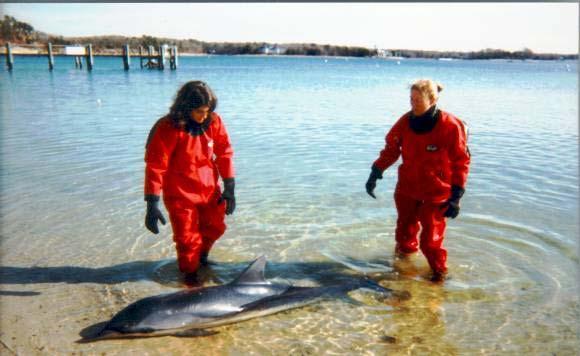 Stranded Cetaceans Live whales, dolphins, and porpoises are completely helpless on land