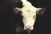 AS-1242 Feeding Coproducts of the Ethanol Industry to Beef Cattle Dr.