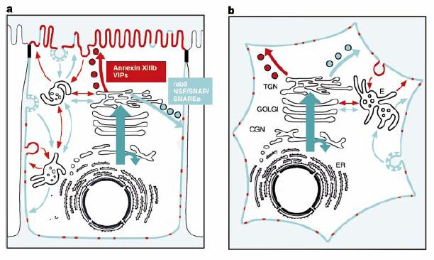 Bio significance: in GOLGI, proteins with short TMDs reside in non raft regions, whereas proteins with longer TMDs reside in raft regions destined