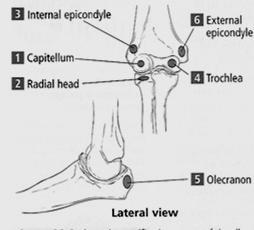 Distal humerus 20% of growth Growth and development Multiple growth centers of elbow region make elbow