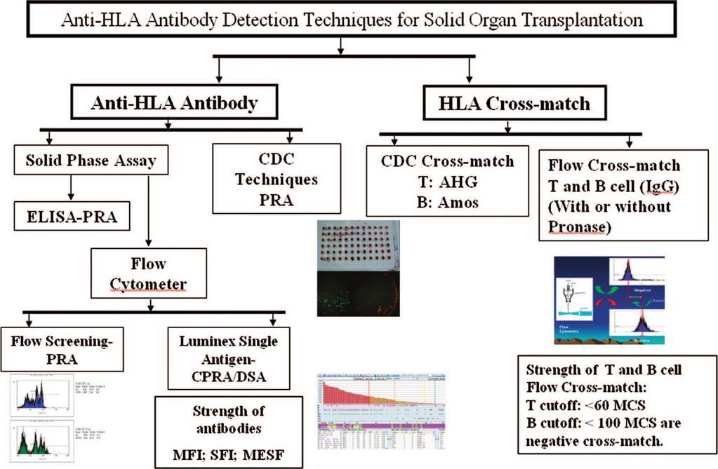 928 Clinical Journal of the American Society of Nephrology Figure 1. Tissue-typing methods to screen kidney transplant candidates for anti-hla antibodies.