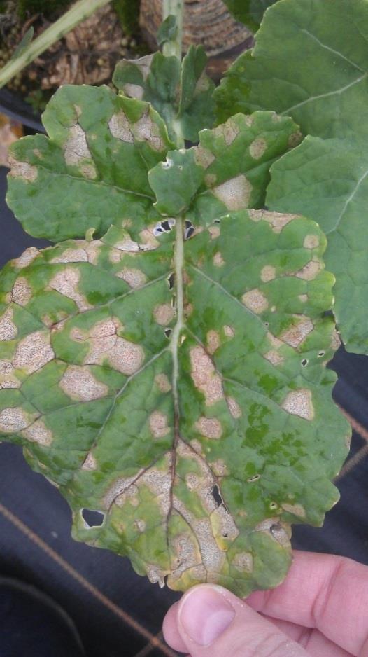 Leaf infections appeared to be more severe than those usually observed on oilseed rape, with spread of the fungus through leaf veins clearly visible (Figure 18) and a large proportion of the leaf
