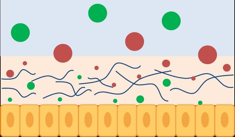 Crossing Mucus Barrier Approach 1 (common in pharmaceutical