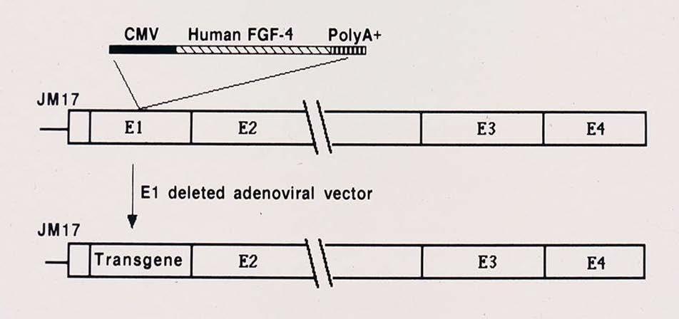 serotype 5) Human fibroblast growth factor-4 (FGF-4) transgene driven