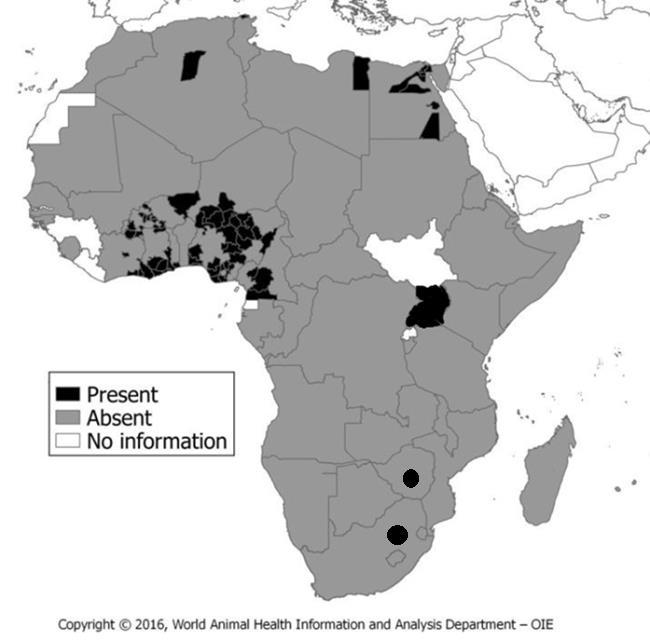 HPAI in Africa (2017) In Africa since 2016: 121 Total Outbreaks 78 % of outbreaks in poultry 22 % of outbreaks in wild birds Millions of poultry destroyed