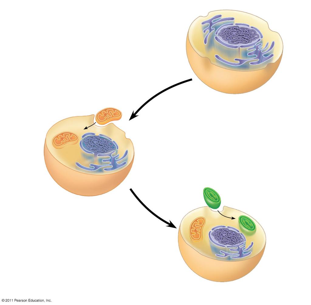The Endosymbiont theory An early ancestor of eukaryotic cells engulfed a nonphotosynthetic prokaryotic cell, which formed an endosymbiont relationship with its host The host cell and endosymbiont