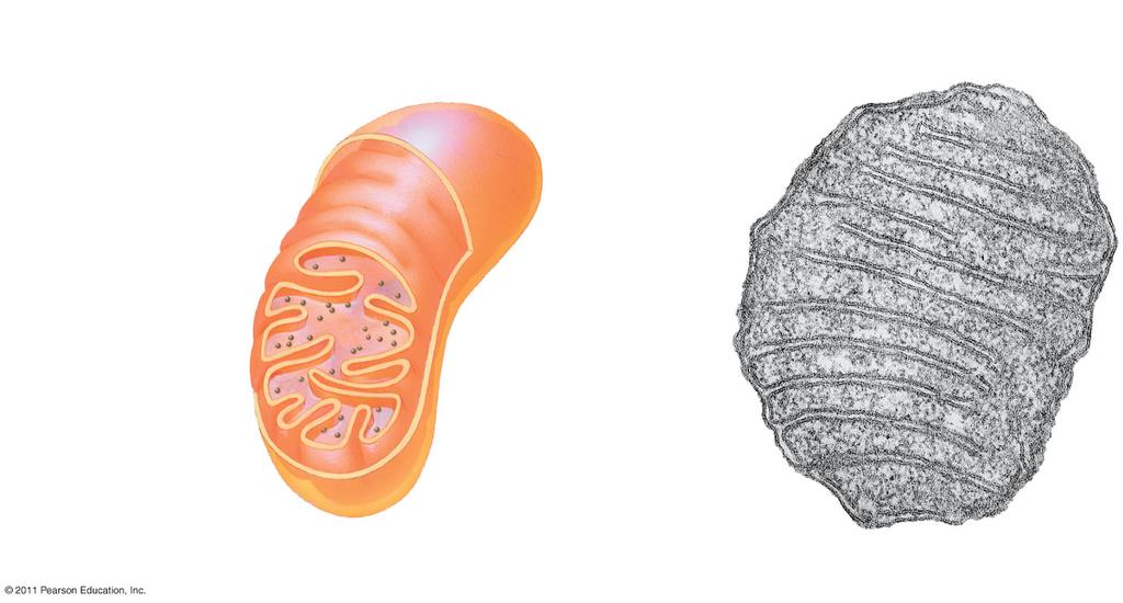 Figure 6.17a Intermembrane space Outer membrane DNA Free ribosomes in the mitochondrial matrix Inner membrane Cristae Matrix (a) Diagram and TEM of mitochondrion 0.
