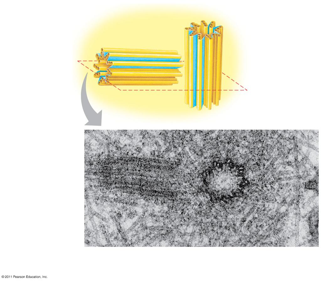 Figure 6.22 Centrosome Microtubule Centrioles 0.