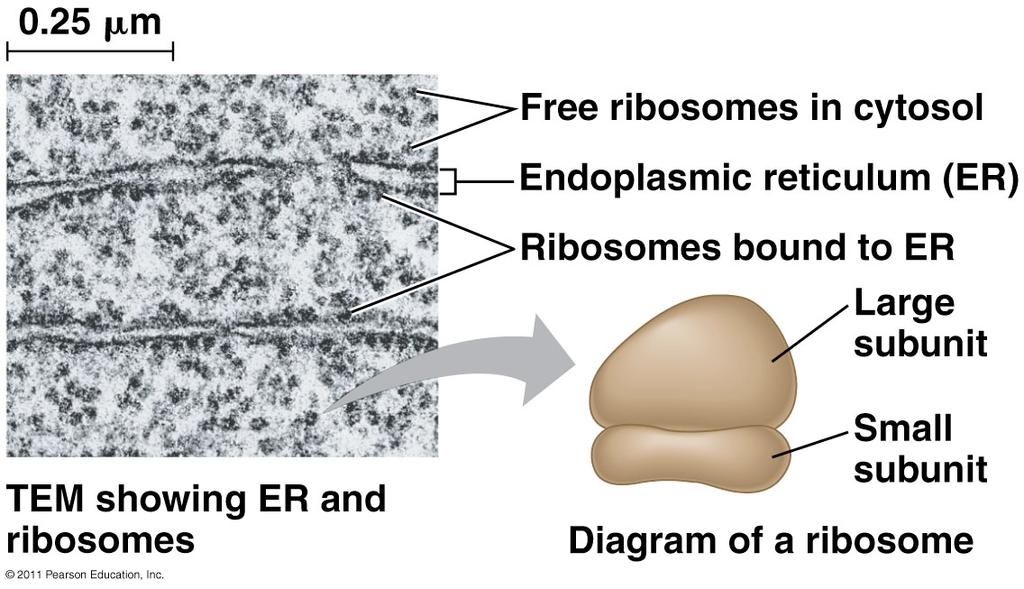 Lysosomes Vacuoles Plasma membrane These components are either continuous or connected via transfer by vesicles The Endoplasmic Reticulum: Biosynthetic Factory The endoplasmic reticulum (ER) accounts