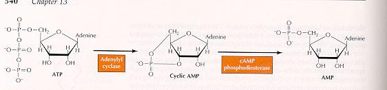 Cyclic-AMP Cyclic AMP is synthesized from ATP by