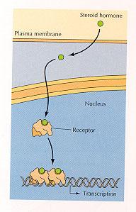 This class of molecules diffuse across the plasma membrane and binds to receptors in the cytoplasm or nucleus.