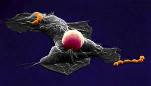 Leukocytes: Phagocytic WBCs Neutrophils attracted by chemical signals
