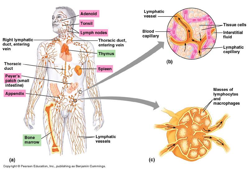 White blood cells lymph vessels (intertwined amongst blood vessels)