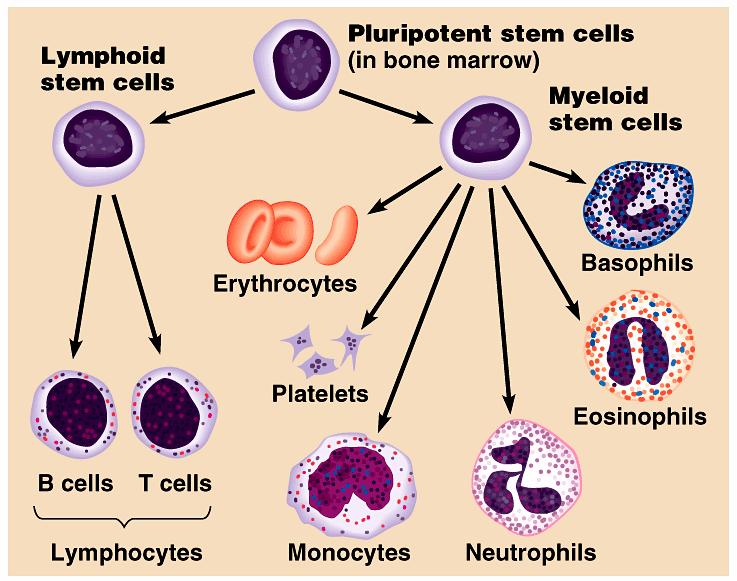 develop into macrophages short-lived phagocytes 60-70% WBC