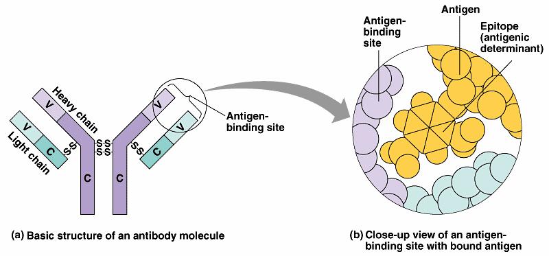 antigen types of plasma cells immediate production of antibodies short term release memory cells long term immunity Antibodies Proteins that bind to a specific antigen multi-chain proteins