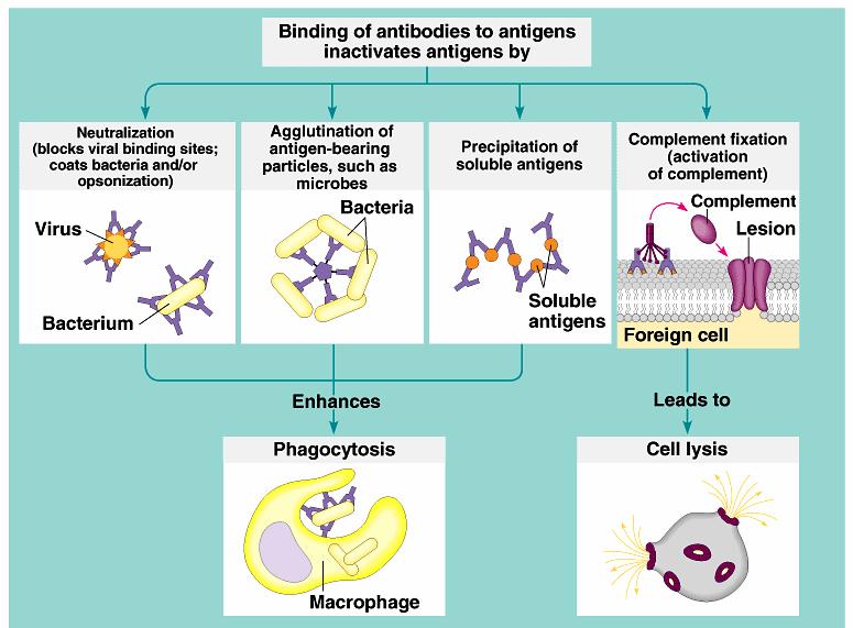 How antibodies work B cell immune response tested by invader