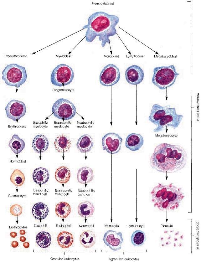 Leukopoiesis is the most complicated process in the body. A single type of stem cells produces many different cell types including RBCs and platelets.