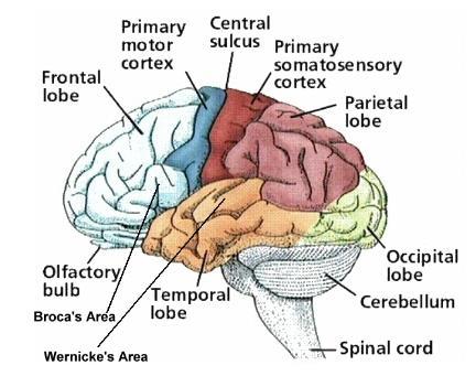 -Wernicke s area Lateral, posterior Perception and language processing parietal -Hippocampus Medial temporal lobe Short term to long term memory Occipital lobe Posterior cerebral hemisphere Visual