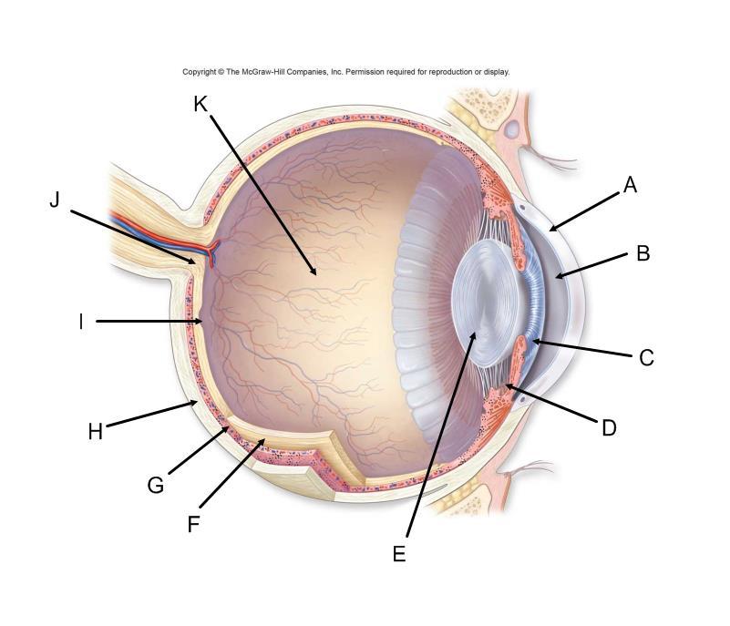 EYE Eye Structure Function A Cornea Protection and refraction of light B Aqueous humor Gives cornea shape and nutrients C Iris Pigmented muscle that controls pupil size D Ciliary body Changes the