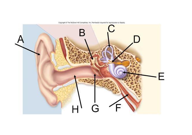 EAR Eye Structure Function A Pinna External ear that collects vibration B Malleus Hammer bone that amplify vibration C Semicircular canals Rotational equilibrium D Vestibular nerve Carries