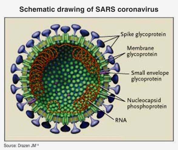 RNA virus belonging to a family of enveloped coronaviruses.