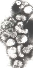 Rescue of Influenza Virus Chang-Won Lee, 1996 Family : Orthomyxoviridae Genera influenza A virus influenza B