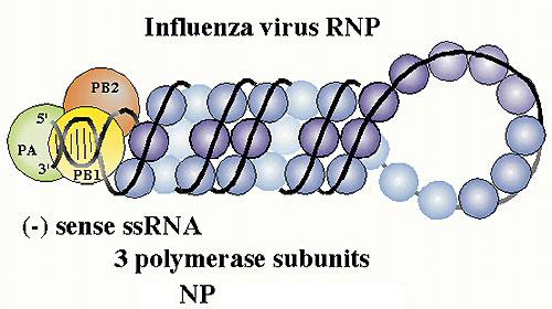 Key to generation of influenza virus vrna encapsidated by N must be transcribed