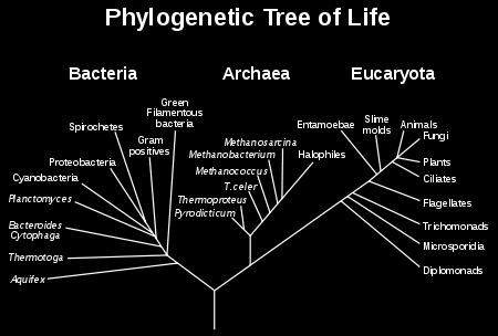 RT Bacteria and Archaea have RT activity Therefore RT evolved before the separation of Archaea, bacteria, and